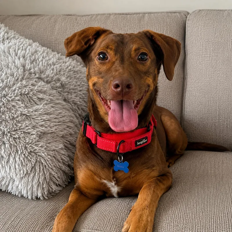 An adult medium-sized female Golden Hound dog named Mardi for adoption in Roswell, GA