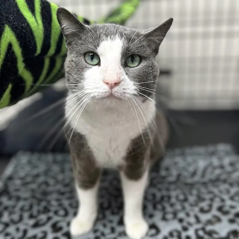 An adult large-sized male Gray & White Domestic Short Hair cat named Tuna for adoption in Pittsburgh, PA