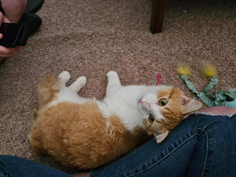 Sunny Yum Yums thumbnail 3