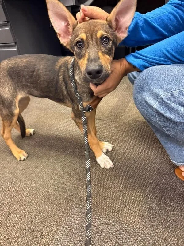 A baby medium-sized female Black German Shepherd Dog dog named Roo for adoption in Van Nuys, CA