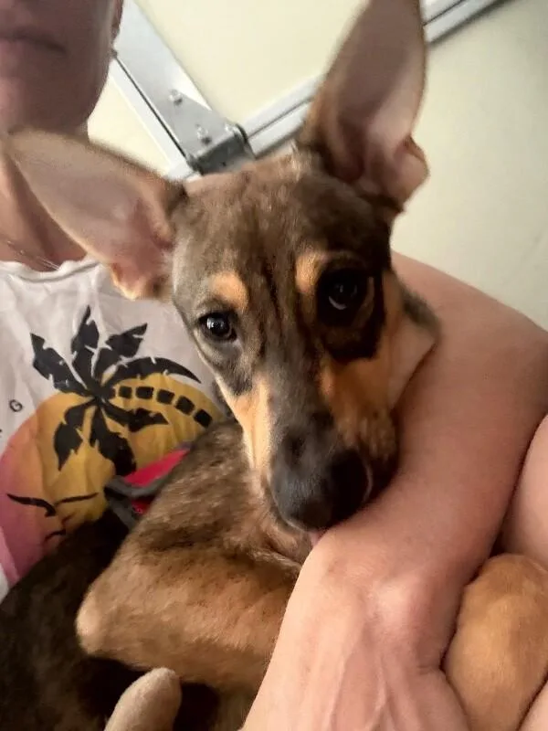 Roo thumbnail 4
