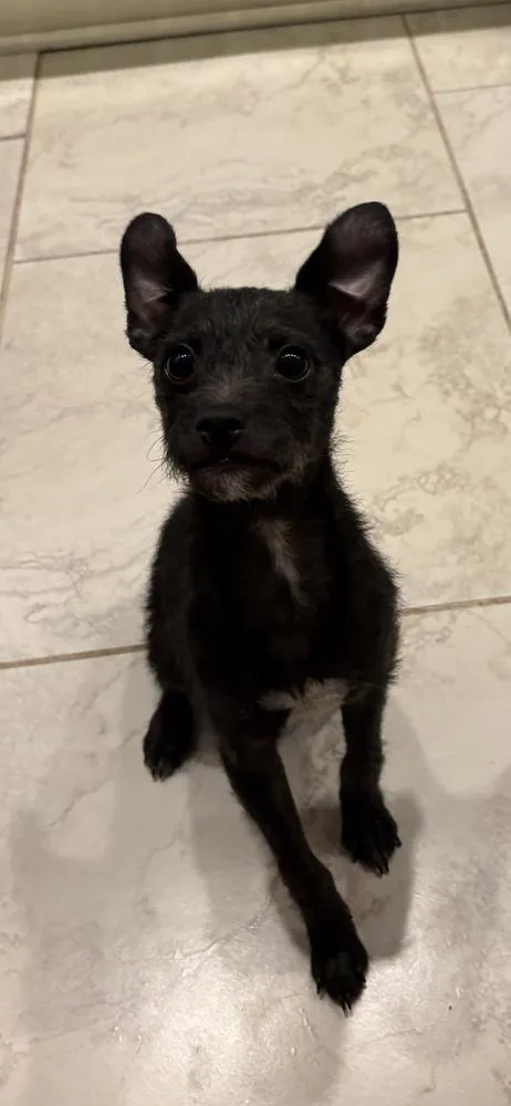 A baby medium-sized male Yorkshire Terrier dog named Duke for adoption in Irwin, PA