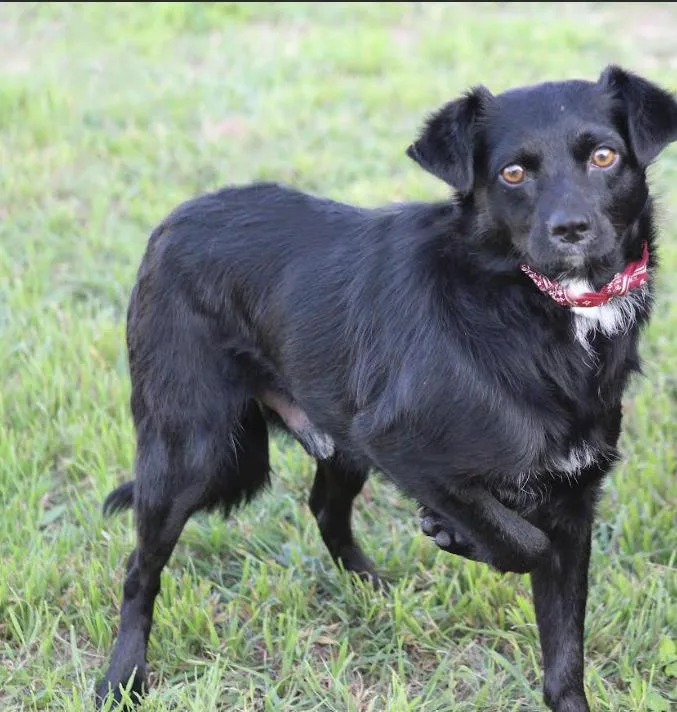 A baby small-sized male Spaniel dog named Farley In Tx for adoption in Cranston, RI