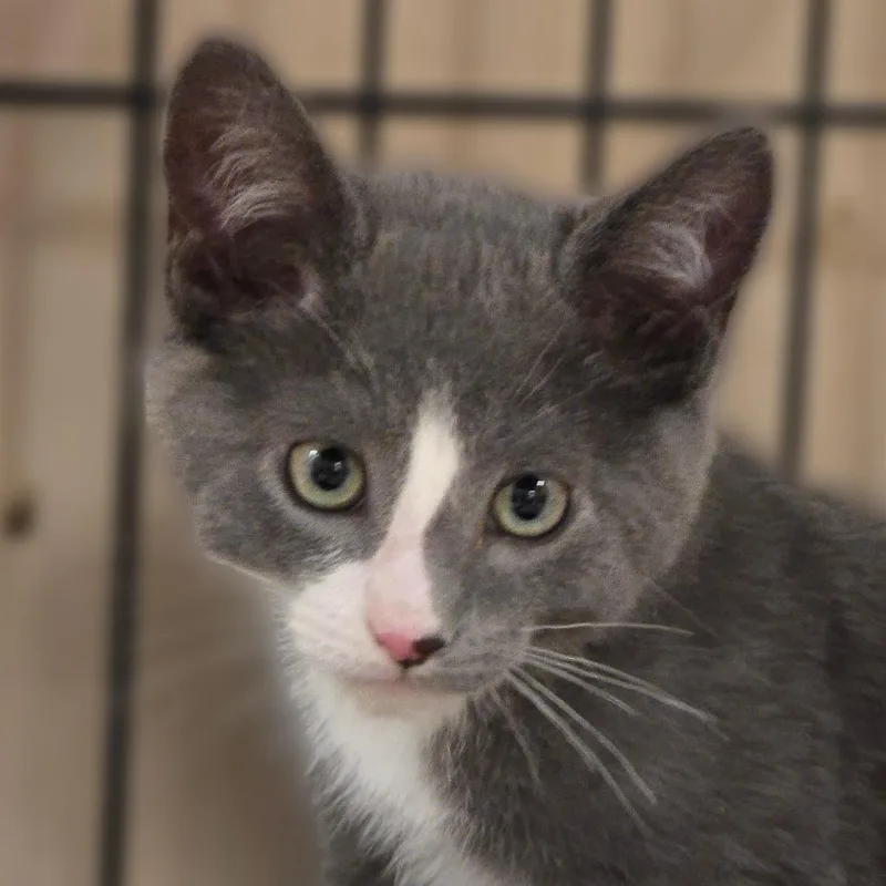 A baby small-sized male Gray / Blue / Silver Domestic Short Hair cat named Calvin for adoption in Wickenburg, AZ