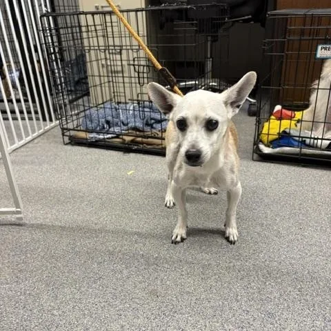 A senior small-sized male Yellow / Tan / Blond / Fawn Chihuahua dog named Poncho for adoption in Turners Falls, MA