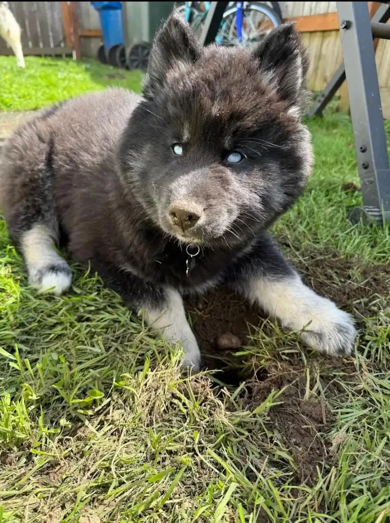 A young medium-sized male Siberian Husky dog named Galaxy for adoption in Reddick, FL