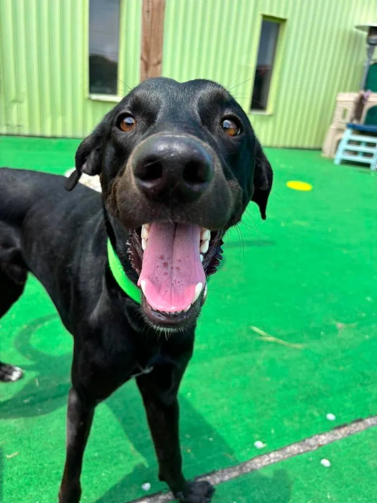 A young large-sized male Hound dog named Milo for adoption in Warren, MI