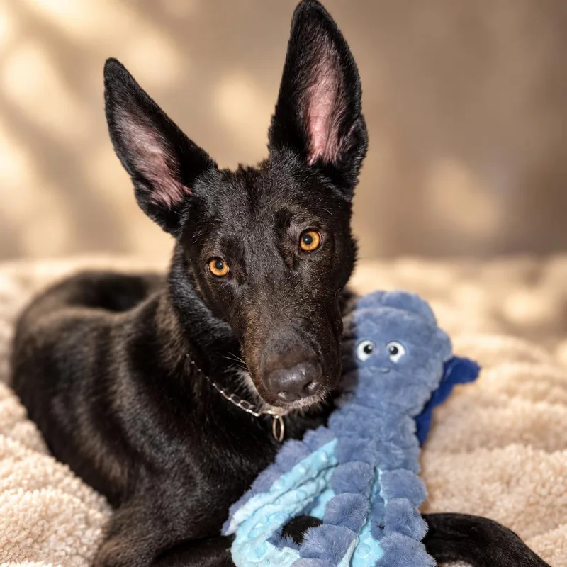 A young large-sized male German Shepherd Dog dog named Blaze for adoption in Delray Beach, FL