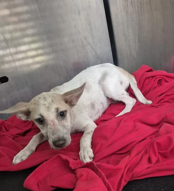 A young small-sized female Labrador Retriever dog named Nicki for adoption in San Antonio, TX