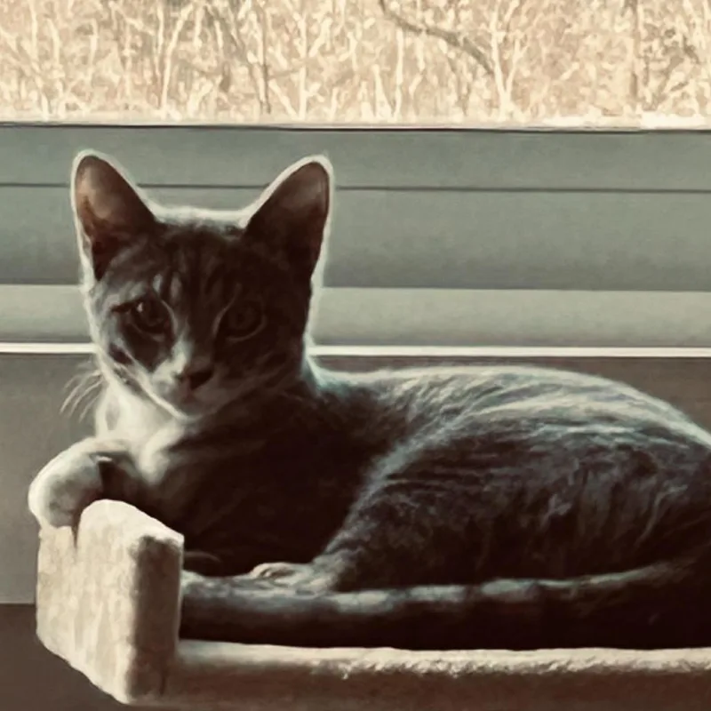 A young medium-sized male Domestic Short Hair cat named Grayson for adoption in Natick, MA