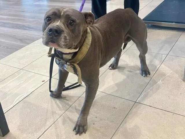 An adult large-sized male Pit Bull Terrier dog named Togo for adoption in Garland, TX