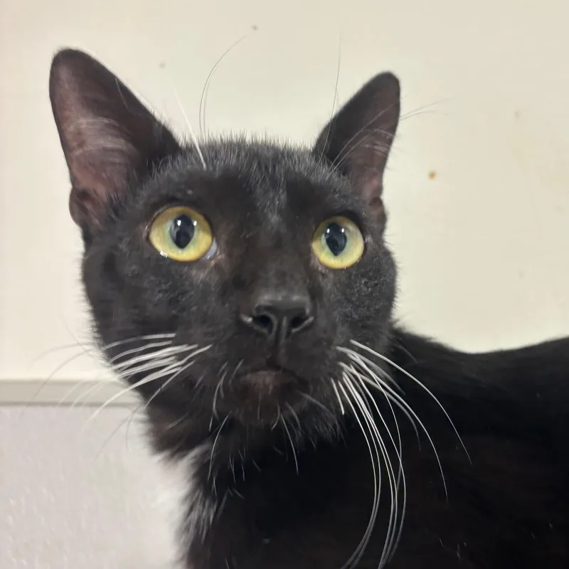 An adult medium-sized male Domestic Short Hair cat named Ted for adoption in Tampa, FL