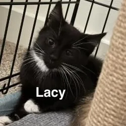 A baby medium-sized female Black & White / Tuxedo Domestic Short Hair cat named Lacy for adoption in Annapolis, MD