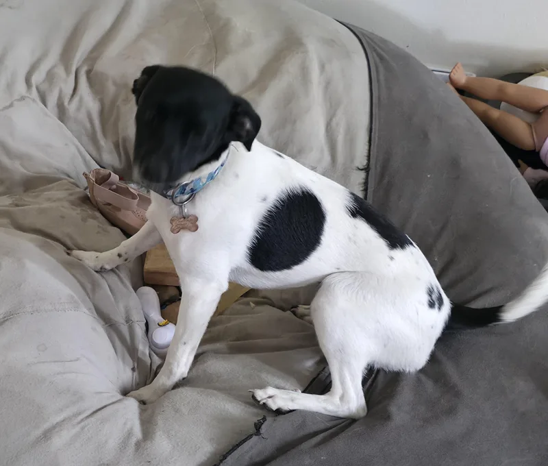 A young medium-sized female Chihuahua dog named Oreo for adoption in Aurora, IL