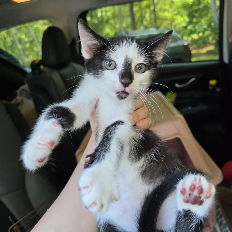 A baby medium-sized male Black & White / Tuxedo Domestic Short Hair cat named Rhion for adoption in Moriches, NY