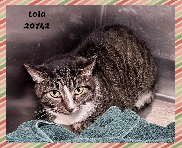 An adult medium-sized female Tabby (Gray / Blue / Silver) Domestic Short Hair cat named Lola for adoption in Marietta, GA