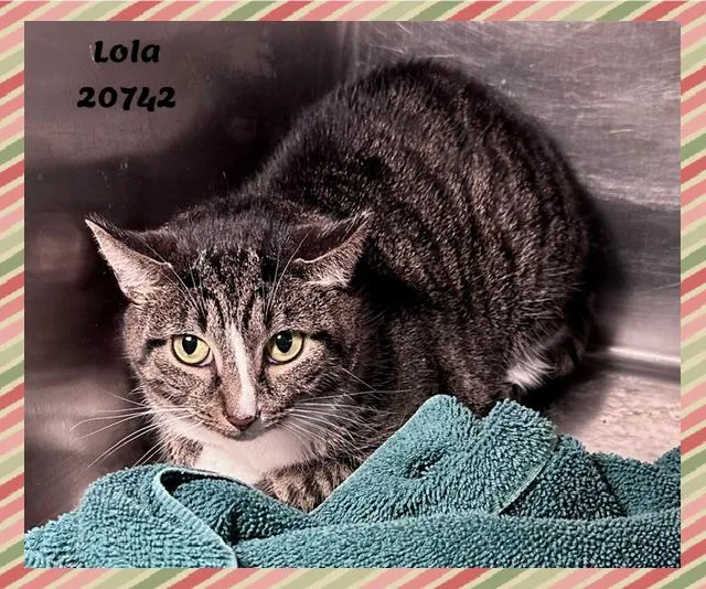 Lola thumbnail 2
