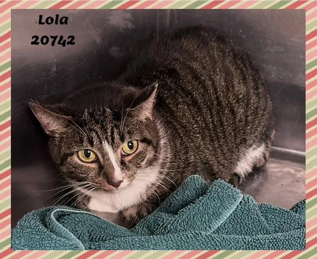 Lola thumbnail 3