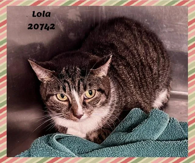 Lola thumbnail 4