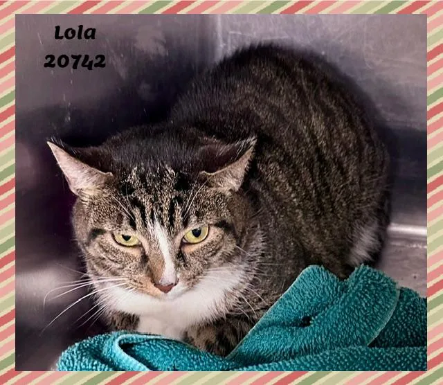 Lola thumbnail 5