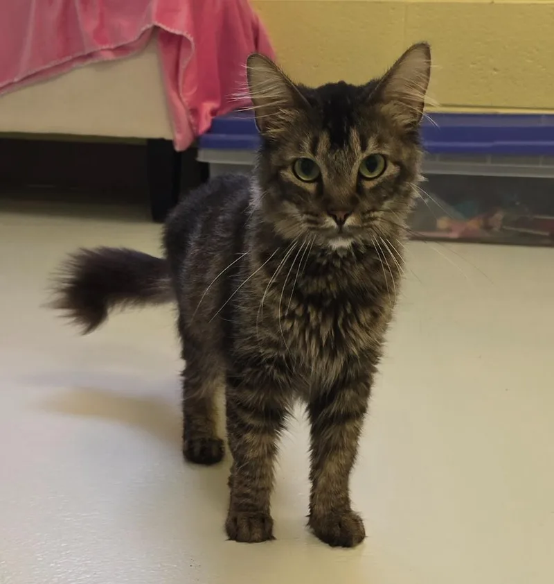 A young small-sized female Domestic Long Hair cat named Annie for adoption in Blountville, TN
