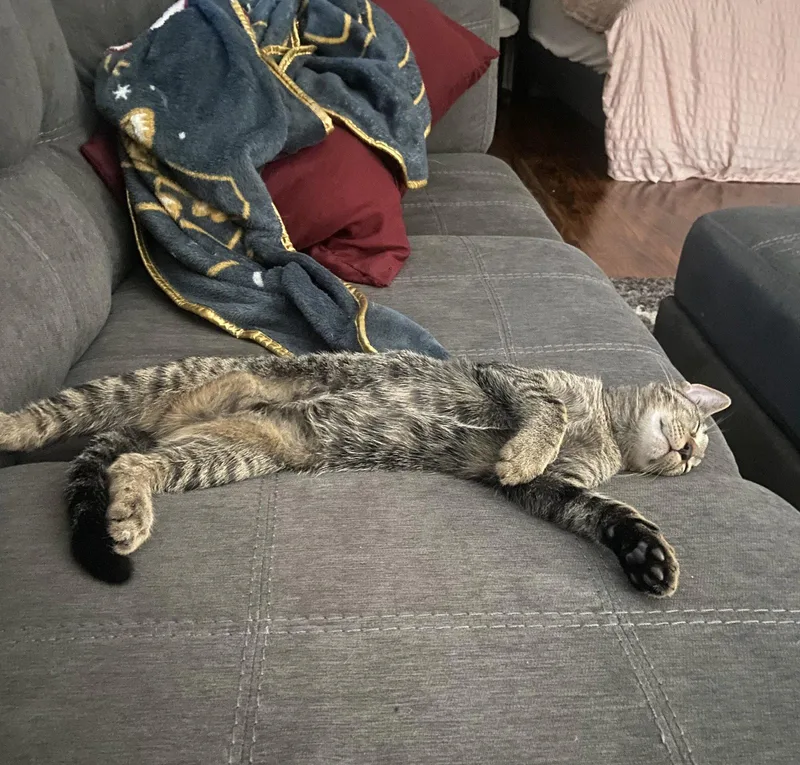 An adult medium-sized male Tabby cat named Dumpling brotherofDimSum for adoption in Houston, TX