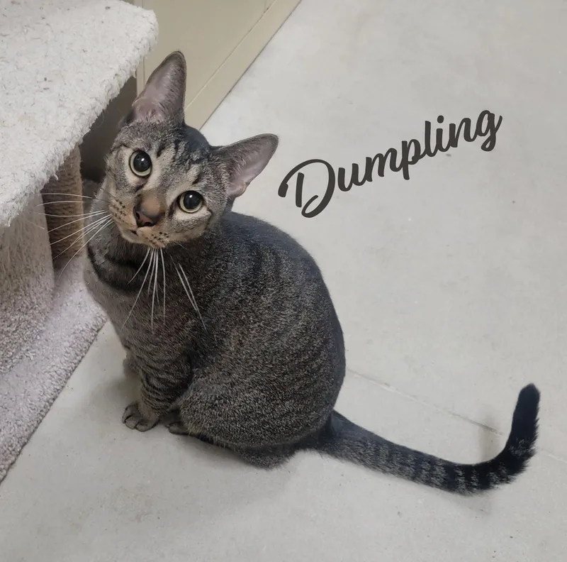 Dumpling brotherofDimSum thumbnail 2
