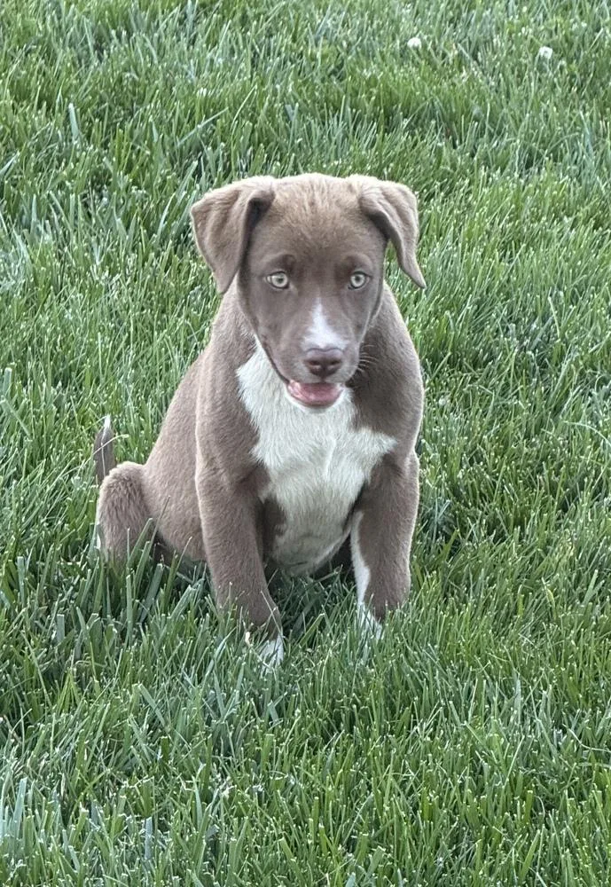 Sienna
