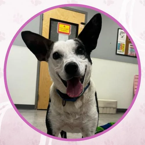 Rolls Royce thumbnail 2