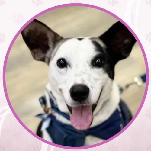 Rolls Royce thumbnail 5