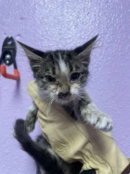 A baby small-sized female Domestic Short Hair cat named 61785680 for adoption in El Paso, TX