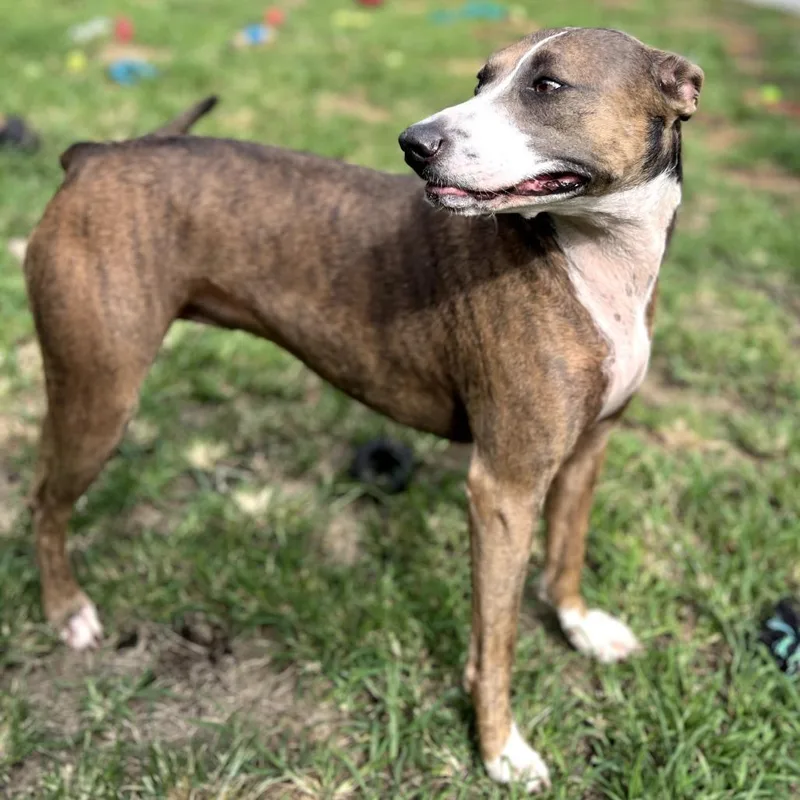 An adult medium-sized female Brindle Catahoula Leopard Dog dog named Nalani for adoption in Keaau, HI