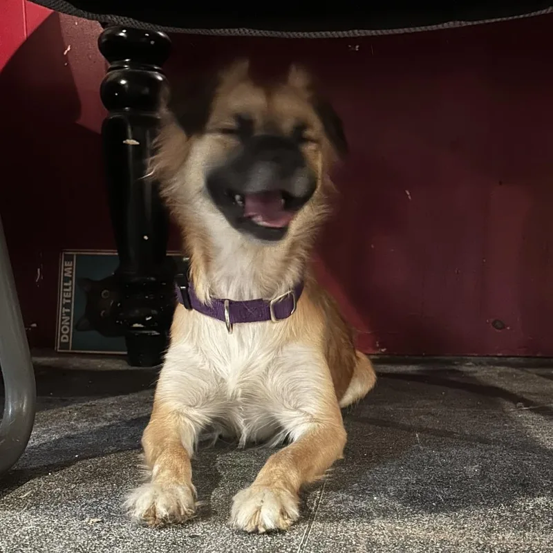 A young small-sized female Yellow / Tan / Blond / Fawn Pomeranian dog named D Bubbles for adoption in Franklin, PA