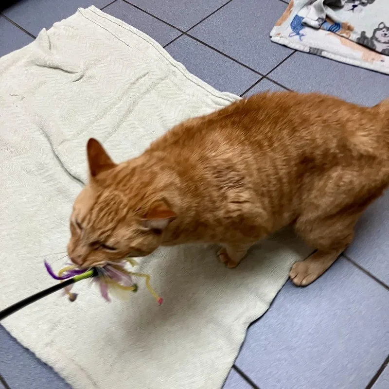 An adult small-sized male Orange / Red Domestic Short Hair cat named Bunny Cozort for adoption in Merrifield, VA