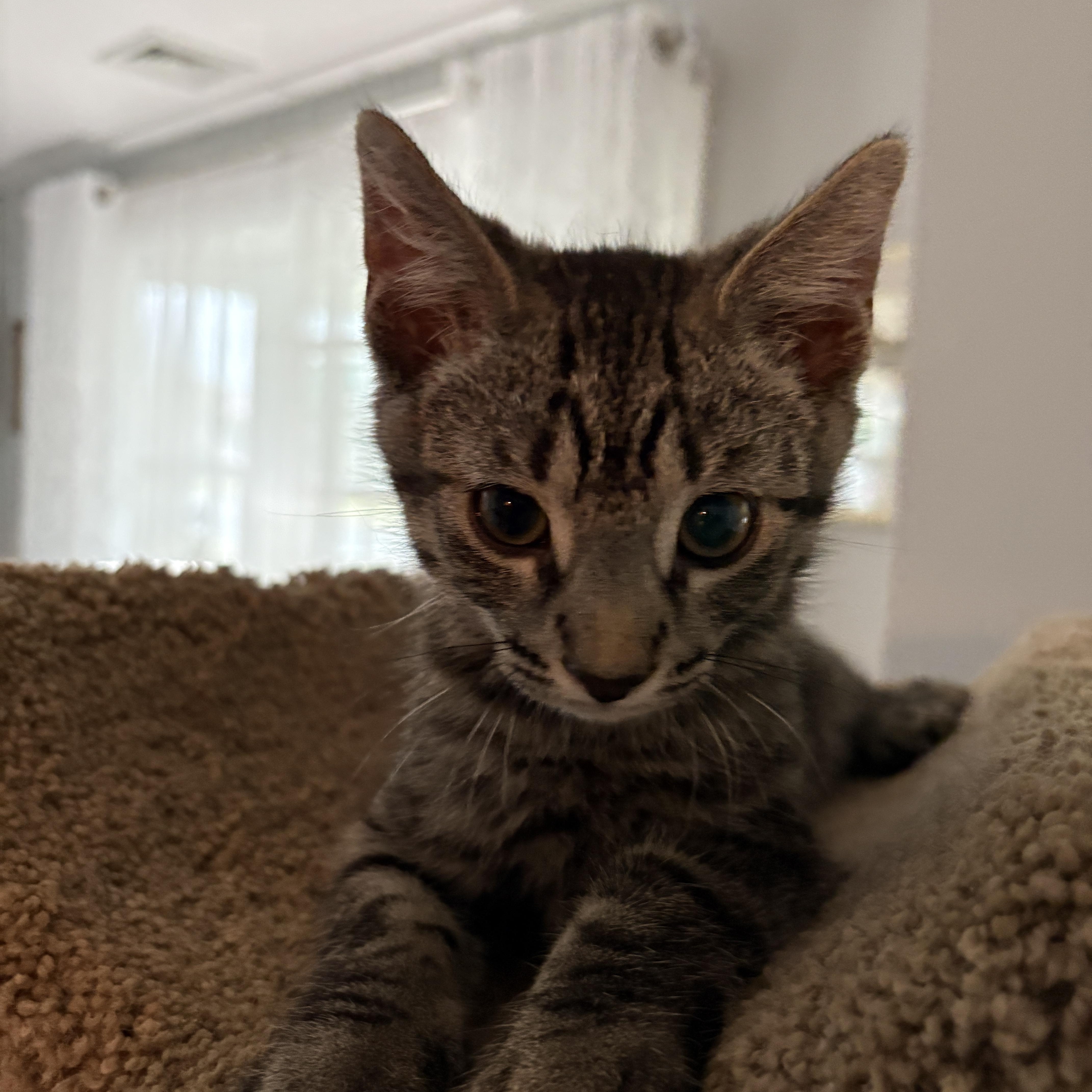 A baby small-sized female Tabby (Brown / Chocolate) Domestic Short Hair cat named Bernadette for adoption in Warminster, PA