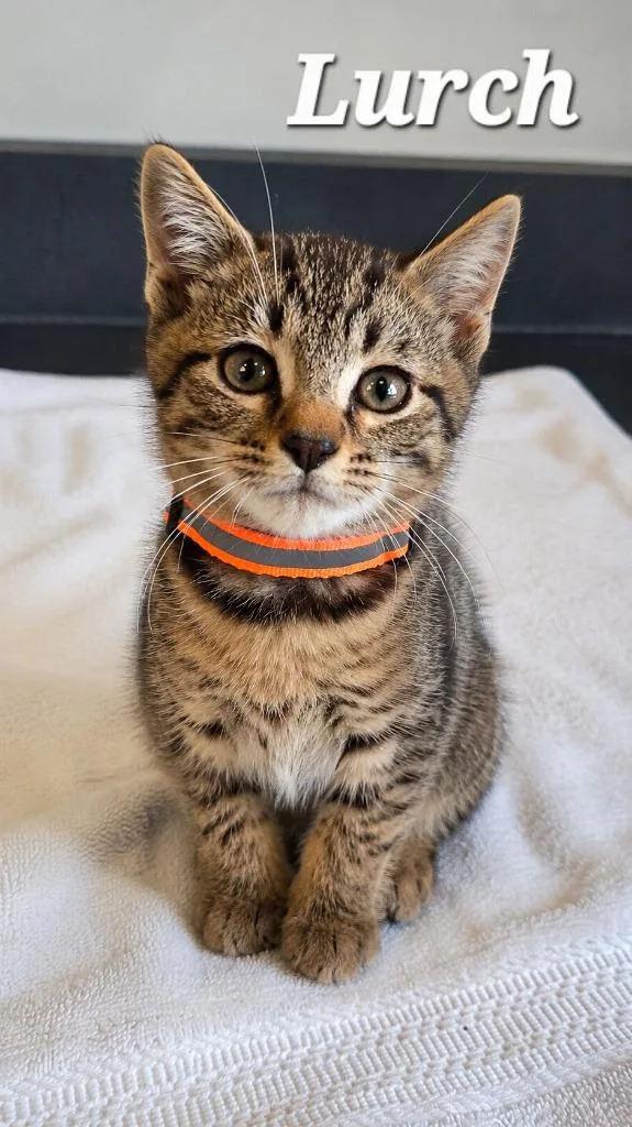 A baby small-sized male Domestic Short Hair cat named Lurch for adoption in Sidney, OH