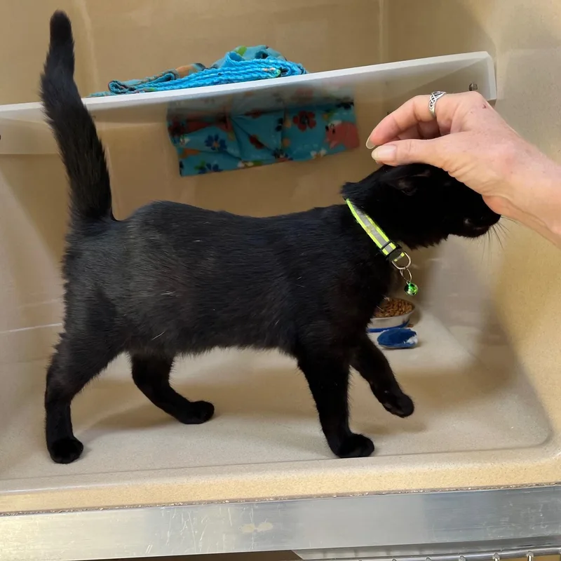 Willow Dab thumbnail 2