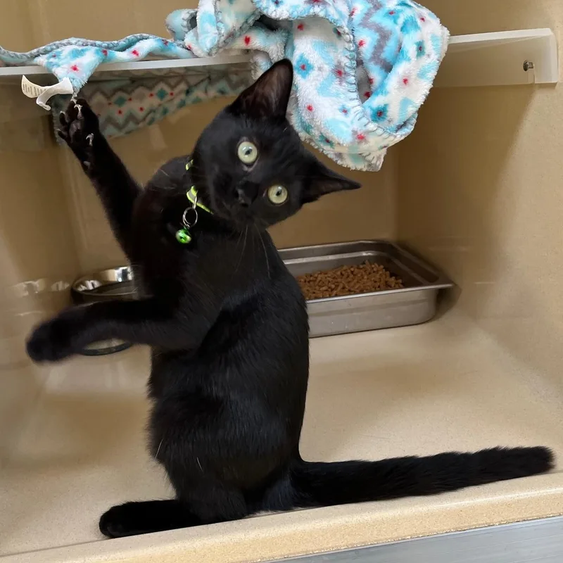 Willow Dab thumbnail 3