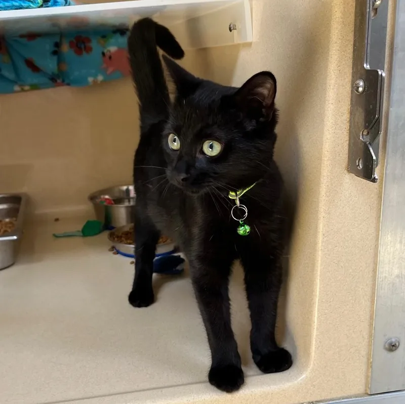 Willow Dab thumbnail 4