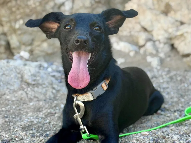 A young small-sized female Mixed Breed dog named Violet for adoption in Tucson, AZ