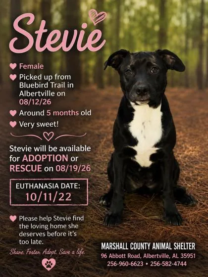 An adult medium-sized female Labrador Retriever dog named Stevie for adoption in Guntersville, AL