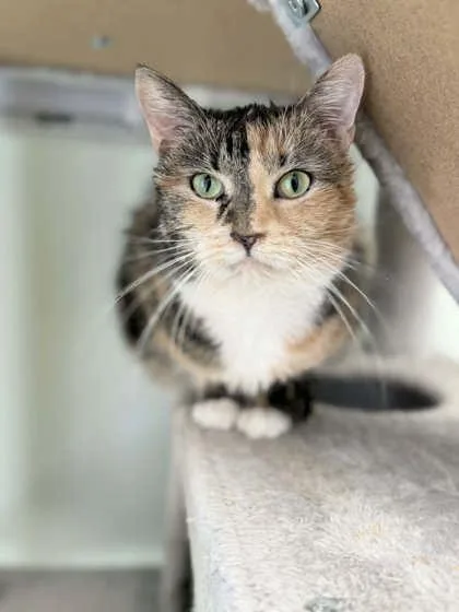An adult medium-sized female Domestic Short Hair cat named Gracie May for adoption in Batavia, OH