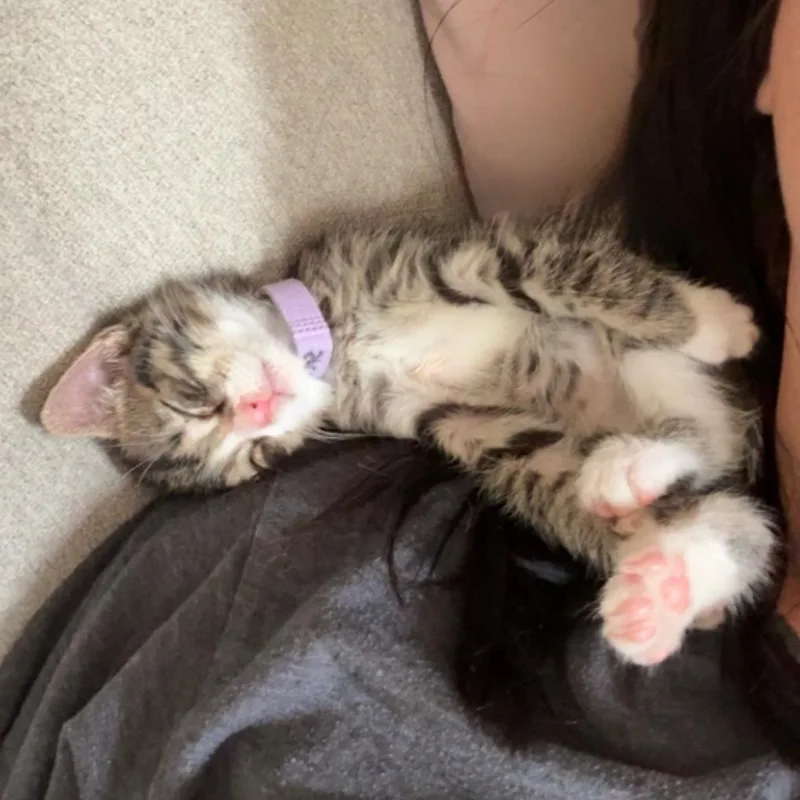 A baby small-sized female Gray / Blue / Silver Domestic Short Hair cat named Specialty for adoption in Normal, IL