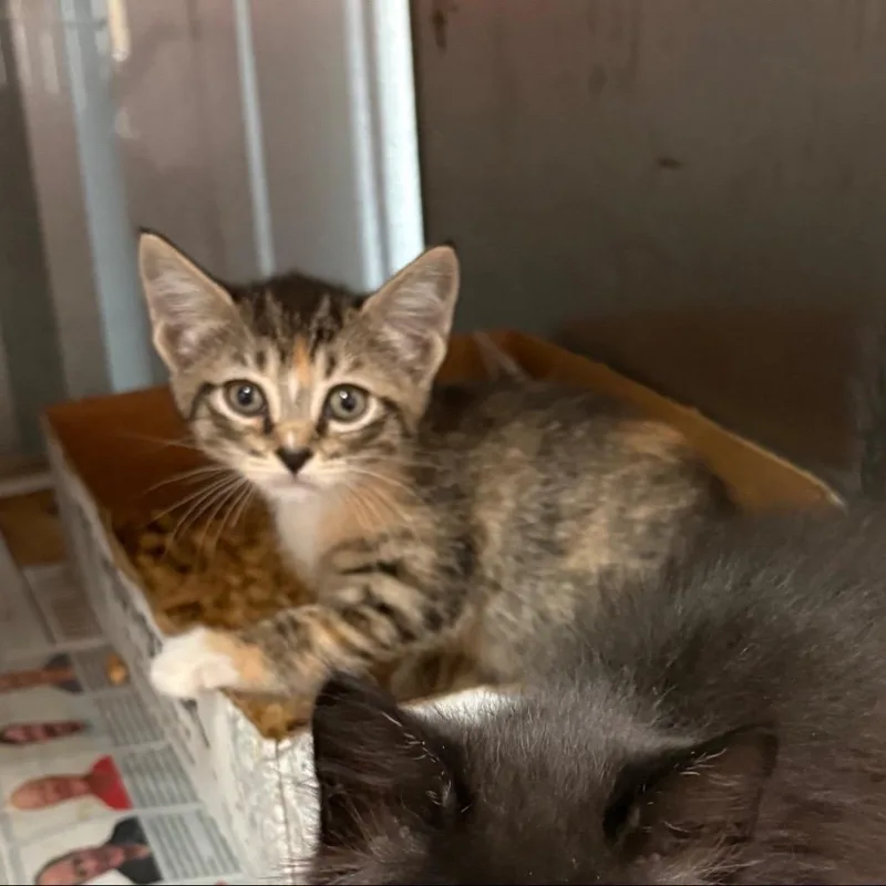 A baby small-sized female Calico Domestic Medium Hair cat named Madison for adoption in Buffalo, MN