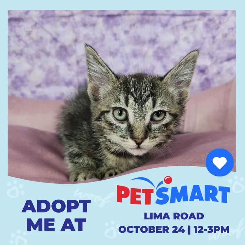 A baby small-sized male Brown / Chocolate Domestic Short Hair cat named Unicorn for adoption in Fort Wayne, IN