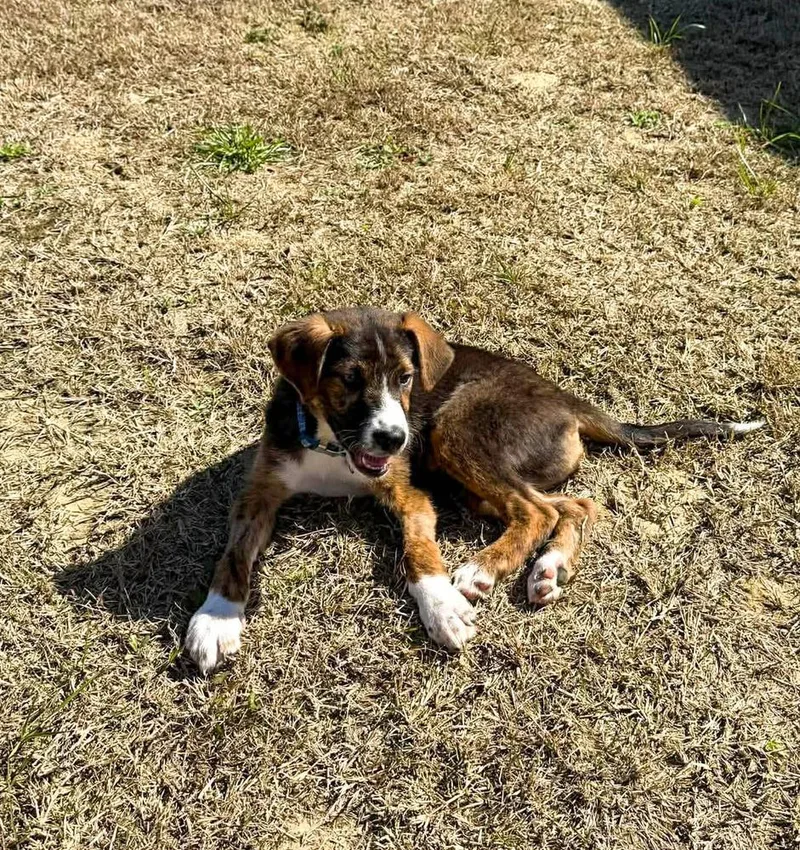 Peanut Brittle thumbnail 2