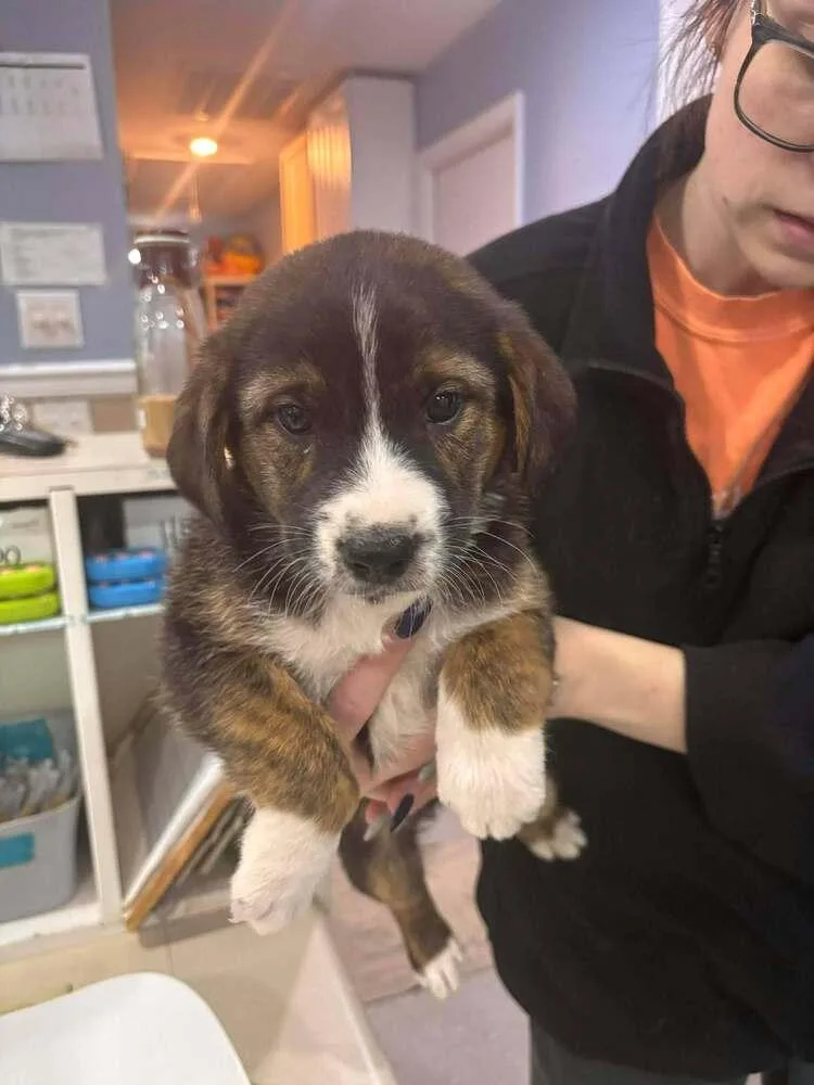 Peanut Brittle thumbnail 3