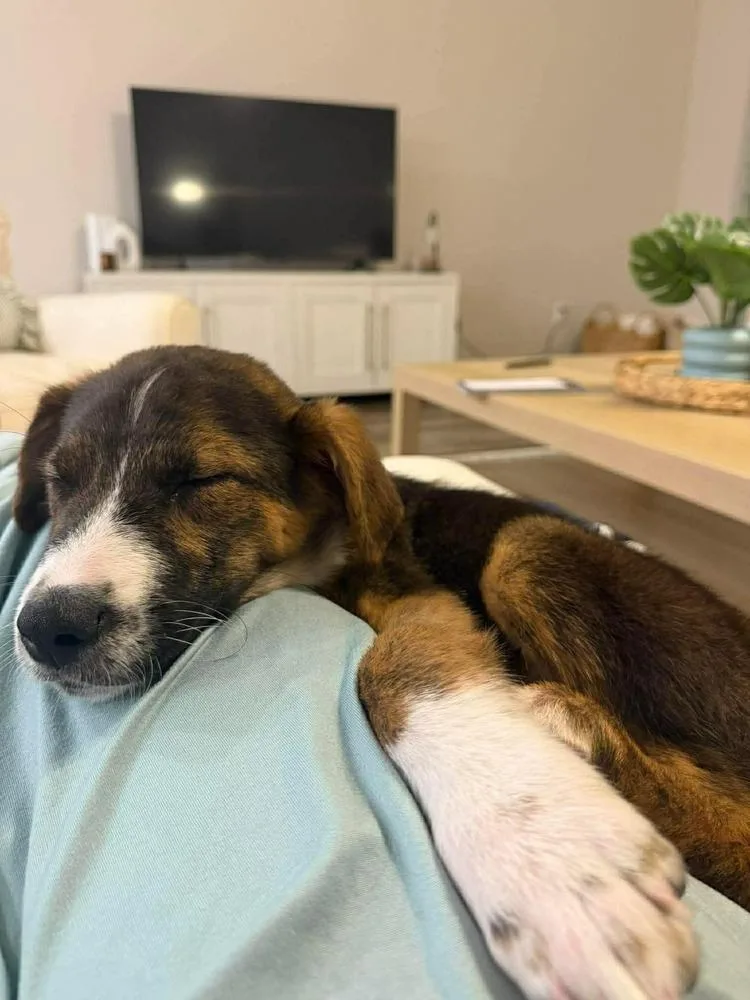 Peanut Brittle thumbnail 4