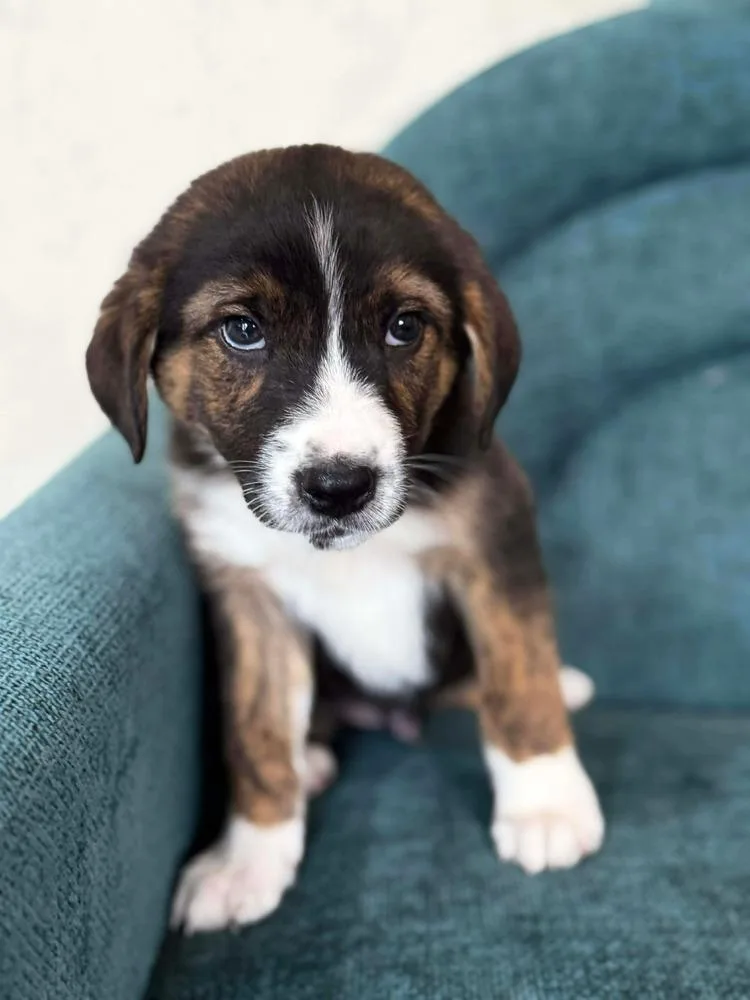 Peanut Brittle thumbnail 5