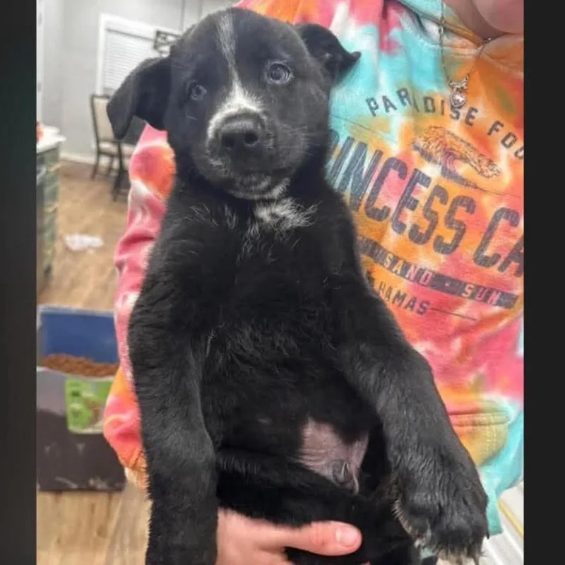 A baby small-sized male Black Labrador Retriever dog named Zeke for adoption in Rockville, MD